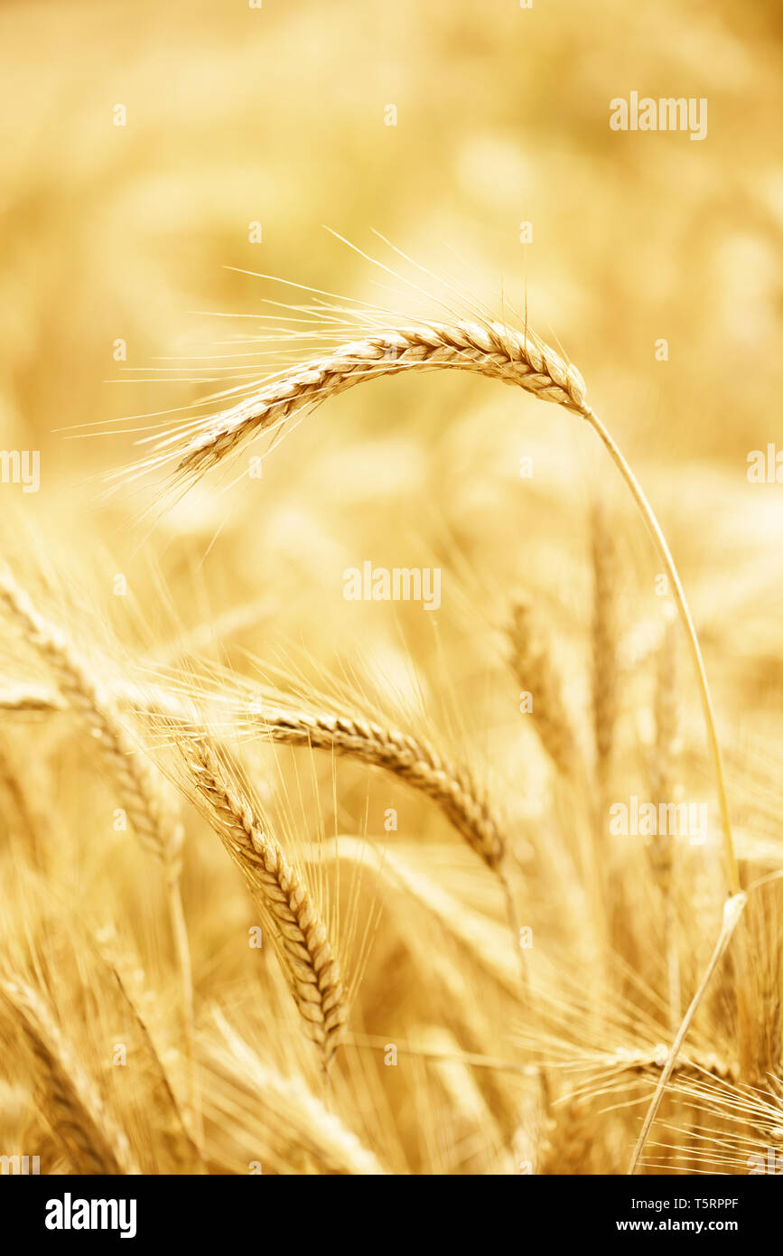 Un orecchio di grano sopra il ripe campo di grano Foto Stock