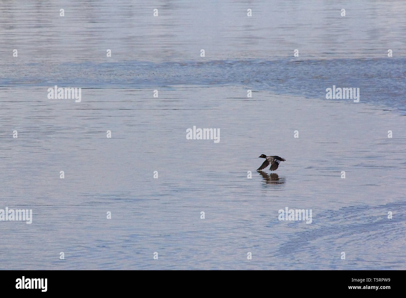 Le anatre bastarde tornare nello stato di Alberta e arresto in numerosi stagni di Alberta sulla loro migrazione verso il nord. Foto Stock