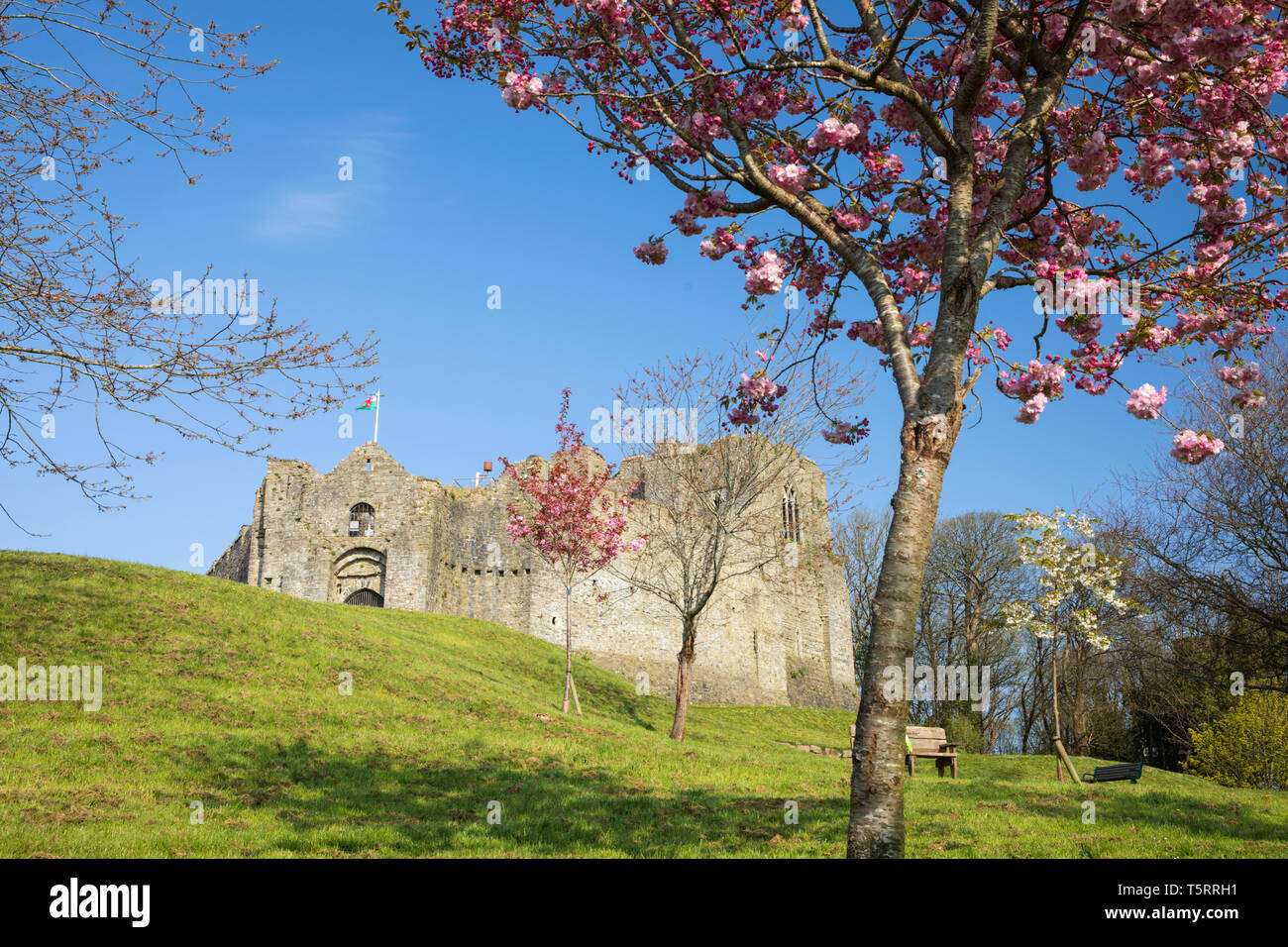 Oystermouth Castle con molla blossom, Mumbles, Penisola di Gower, Swansea, West Glamorgan, Wales, Regno Unito, Europa Foto Stock