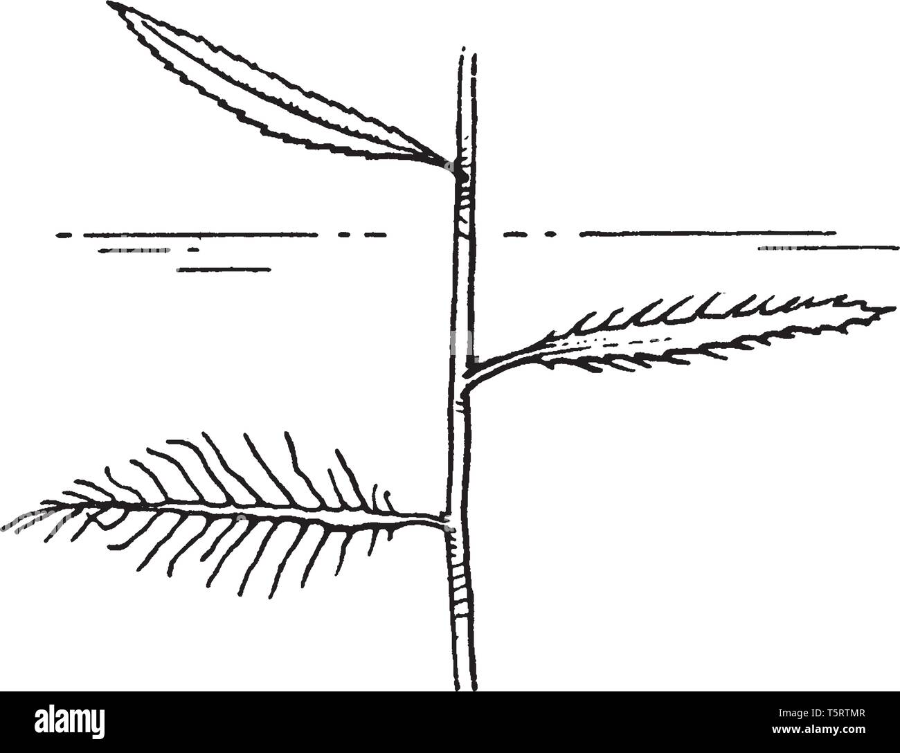 Proserpinaca palustris, noto anche come mermaid erbaccia, può essere trovato in fase di crescita in tutto il sud-est degli Stati Uniti e America Latina in suoli umidi, d Illustrazione Vettoriale