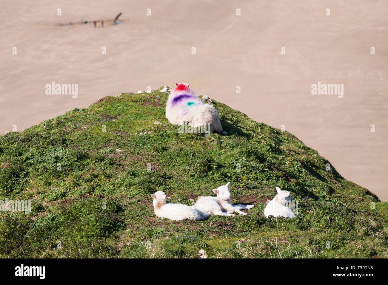 Vista sulla spiaggia di Rhossili Bay con gli agnelli di crogiolarsi al sole del pomeriggio, Rhossili, Penisola di Gower, Swansea, West Glamorgan, Wales, Regno Unito Foto Stock