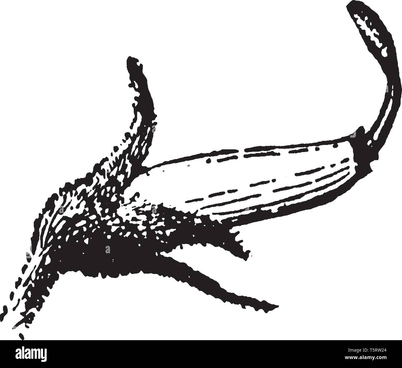 Questi sono i fiori irregolari, con 5 petali formando un caratteristico 'banner, ali, e chiglia', come mostrato nell'illustrazione, vintage disegno della linea o engr Illustrazione Vettoriale