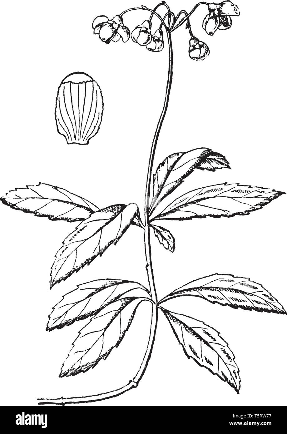 Pipsissewa è una piccola perenne fioritura delle piante trovate nei boschi a secco, o sabbiosi, vintage disegno della linea di incisione o illustrazione. Illustrazione Vettoriale