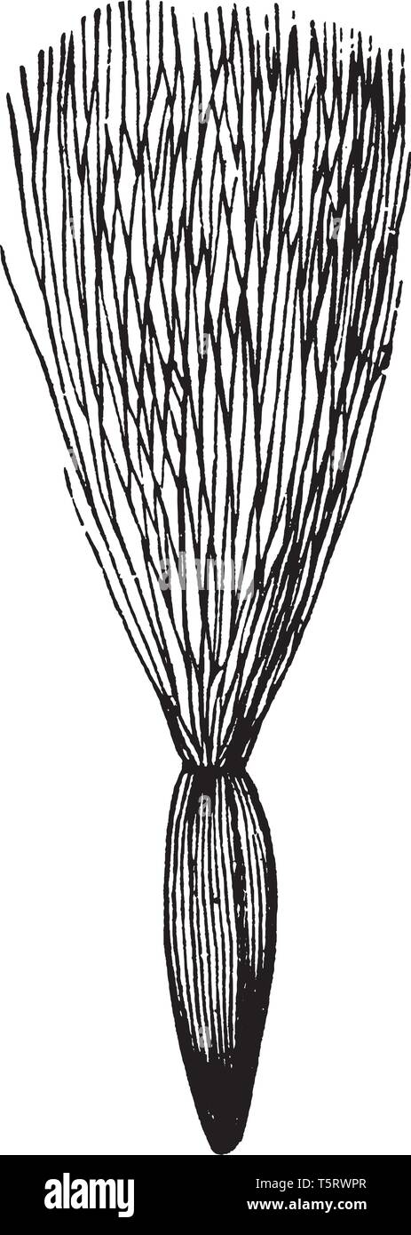 Una foto mostra la SOW-thistle pianta con la sua pappus delicate di roverella peli. Si tratta di una pianta infestante avente thistle come foglie e fiori di colore giallo e un aspetto lattiginoso ju Illustrazione Vettoriale