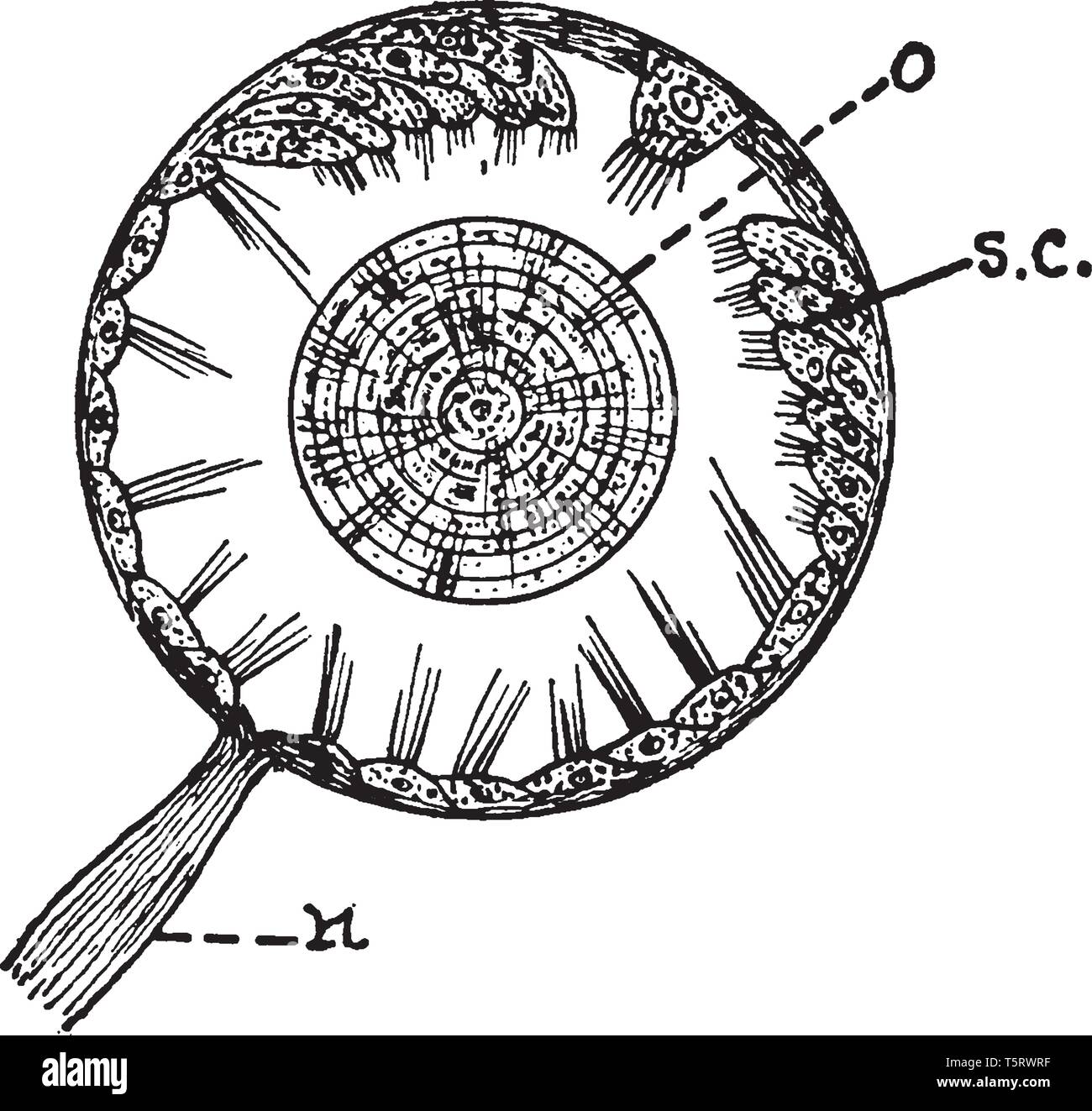 Otocyst in un mollusco che presenta cellule sensoriali nella parete di otocyst, vintage disegno della linea di incisione o illustrazione. Illustrazione Vettoriale