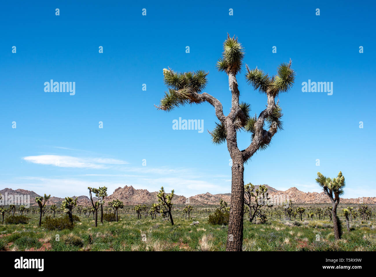 Alberi di Joshua germogliare in primavera a Joshua Tree National Park, California. Foto Stock