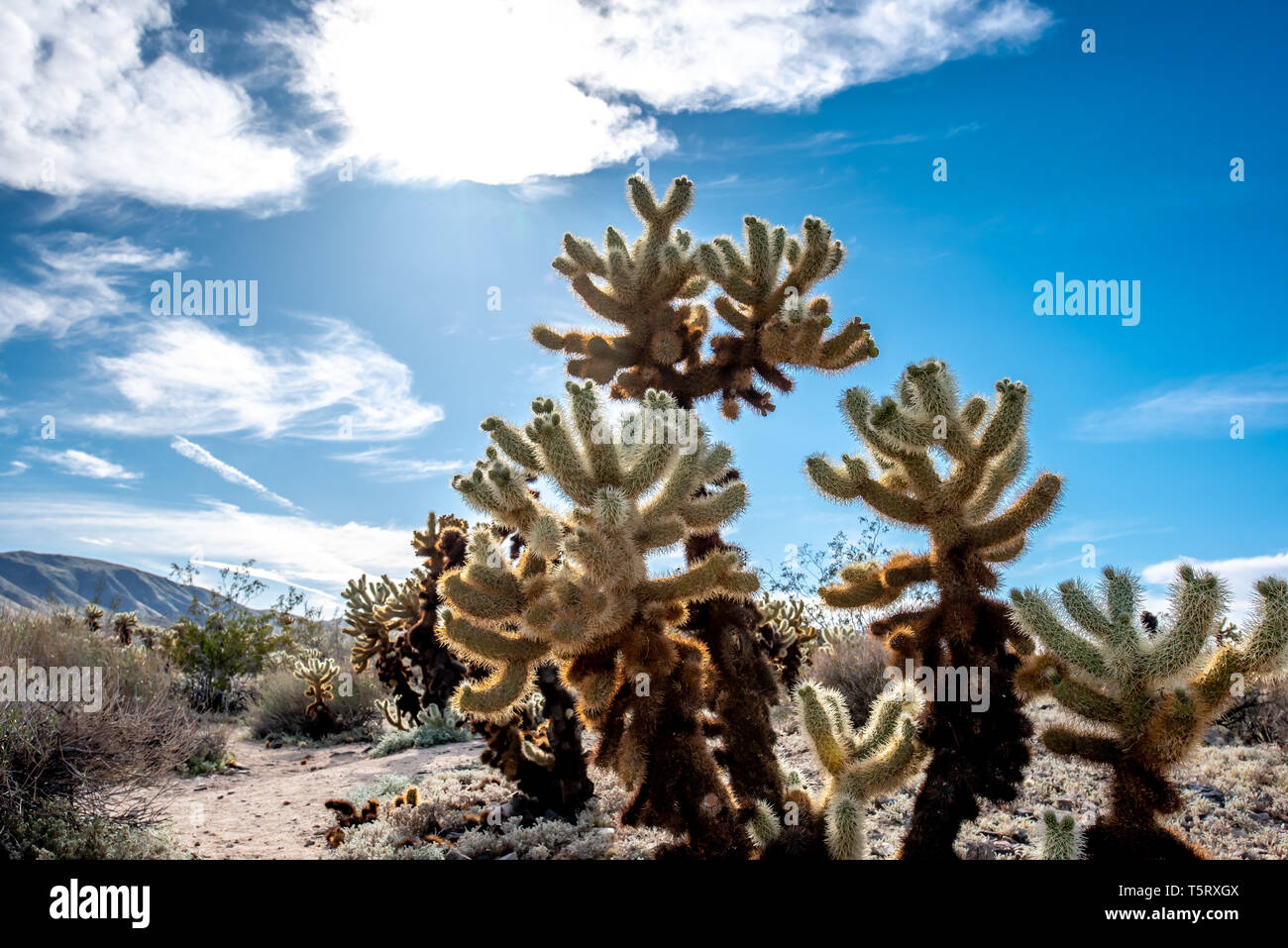 Cholla cactus, chiamato anche orsacchiotto cactus, in primavera presso il Cholla Cactus Garden a Joshua Tree National Park, California. Foto Stock