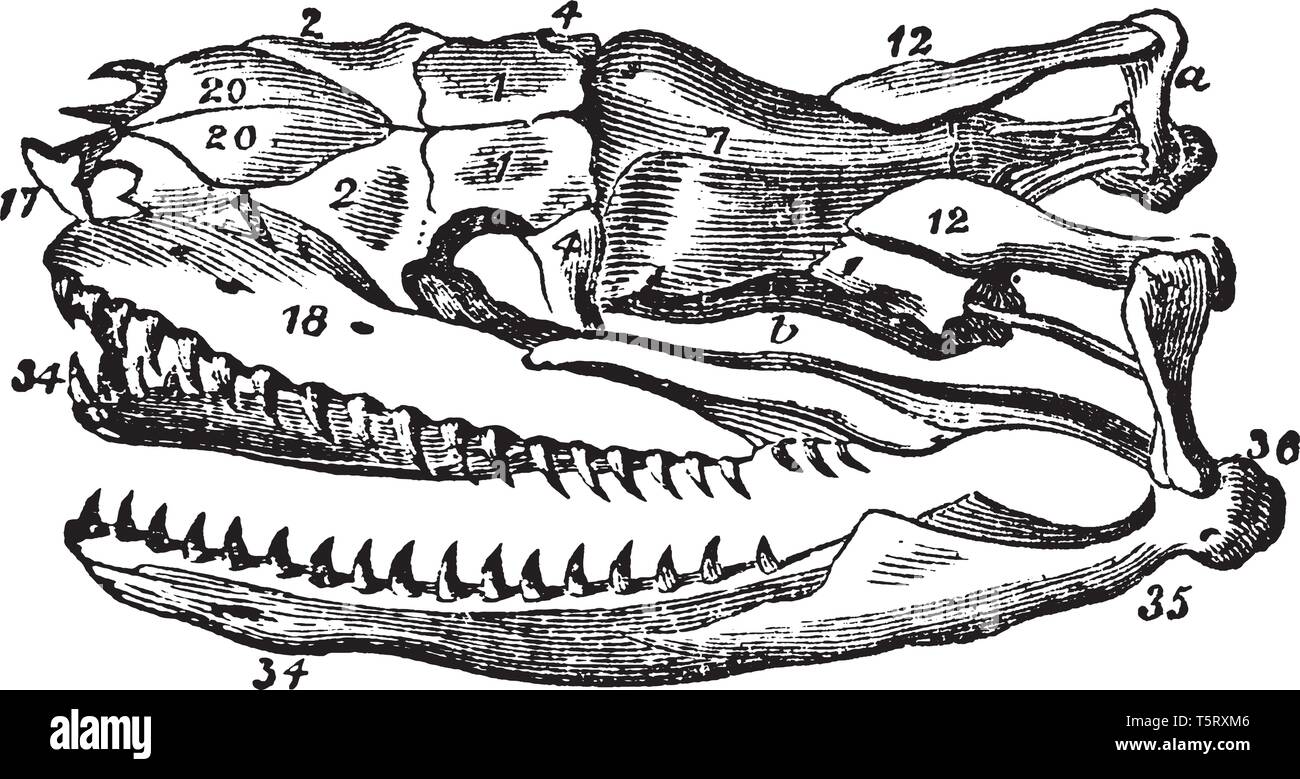 Serpente cranio è una delle più antiche e diffuse simboli mitologici, vintage disegno della linea di incisione o illustrazione. Illustrazione Vettoriale