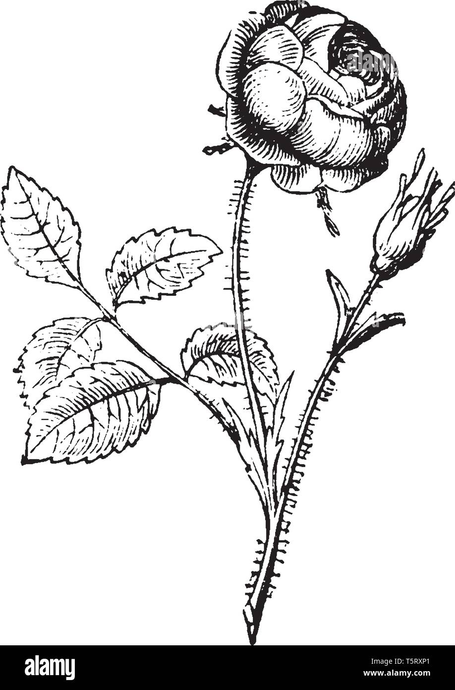 Questa immagine mostra un fiore di rose. Gli steli sono spinoso. I fiori sono piccoli. I petali sono avvolti in uno un altro, vintage disegno della linea o eng Illustrazione Vettoriale