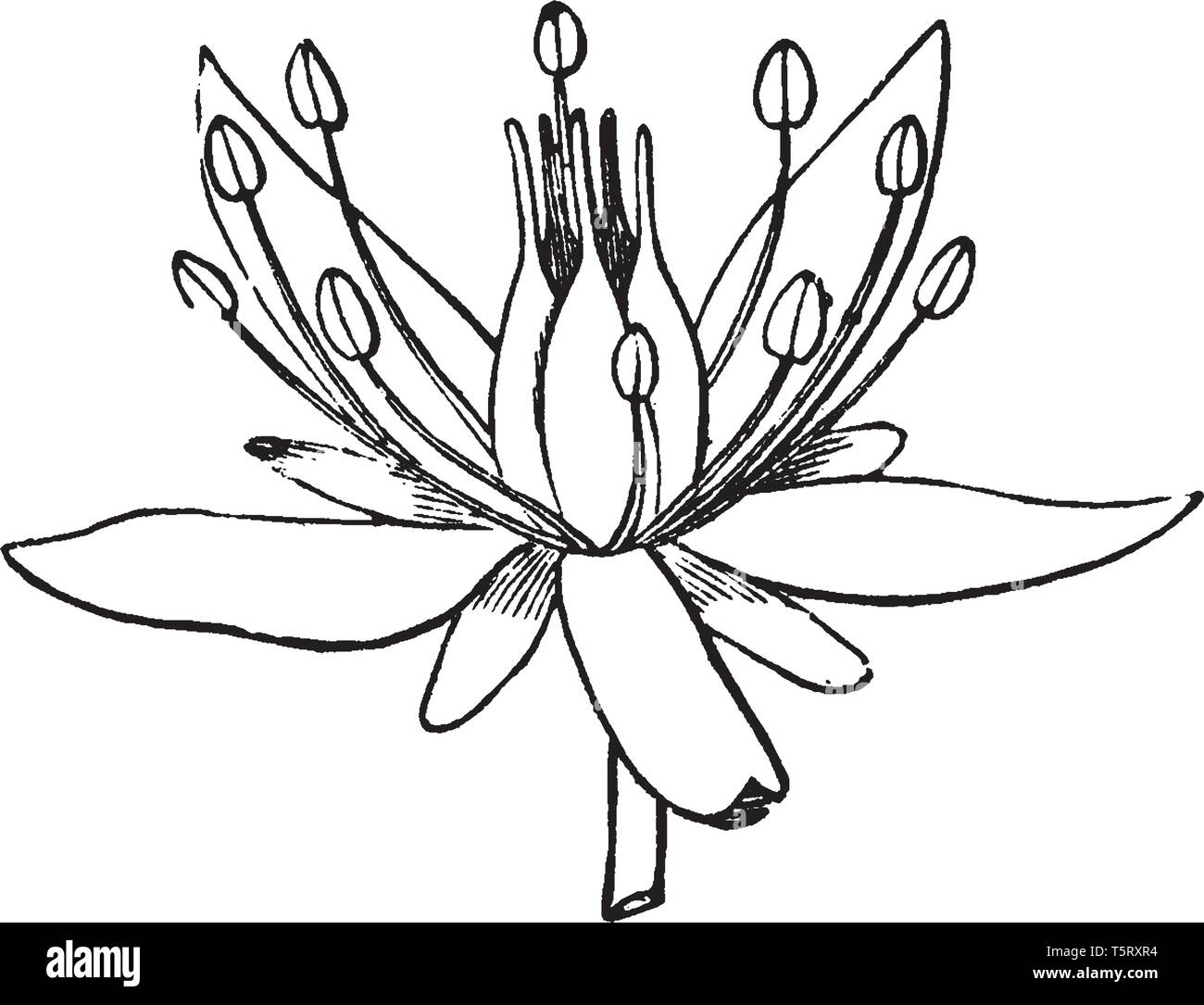 Un'immagine mostra il fiore di Sedum Ternatum impianto. Si presenta di colore bianco, a stella fiore ed è chiamato anche come stonecrop. Esso dispone di filamenti multipli e o Illustrazione Vettoriale