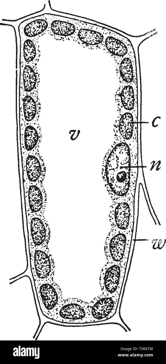 Questa struttura di immagine della cella mesophyll, cloroplasto mento interno c e un nucleo interno. Essa ricoperta dalla parete cellulare, vintage disegno della linea o engr Illustrazione Vettoriale