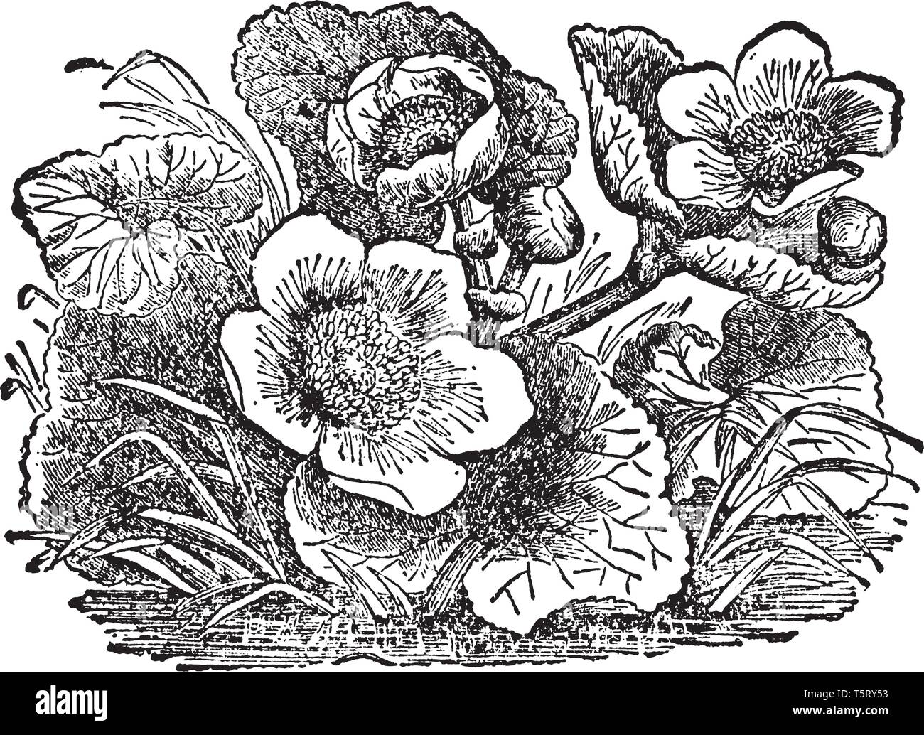 Marsh calendula, noto come Caltha palustris e kingcup, è un entrambi da piccole a medie dimensioni perenne pianta erbacea della famiglia Ranunculaceae, vintage Illustrazione Vettoriale