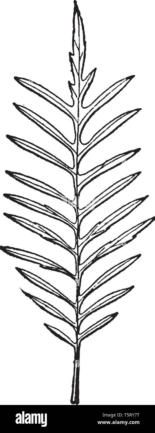 Questa è una foglia pinnatifid. Una foglia schisi in una maniera pinnate, con le fessure di raggiungere la metà o più per il controfiletto, vintage disegno della linea o incisione Illustrazione Vettoriale