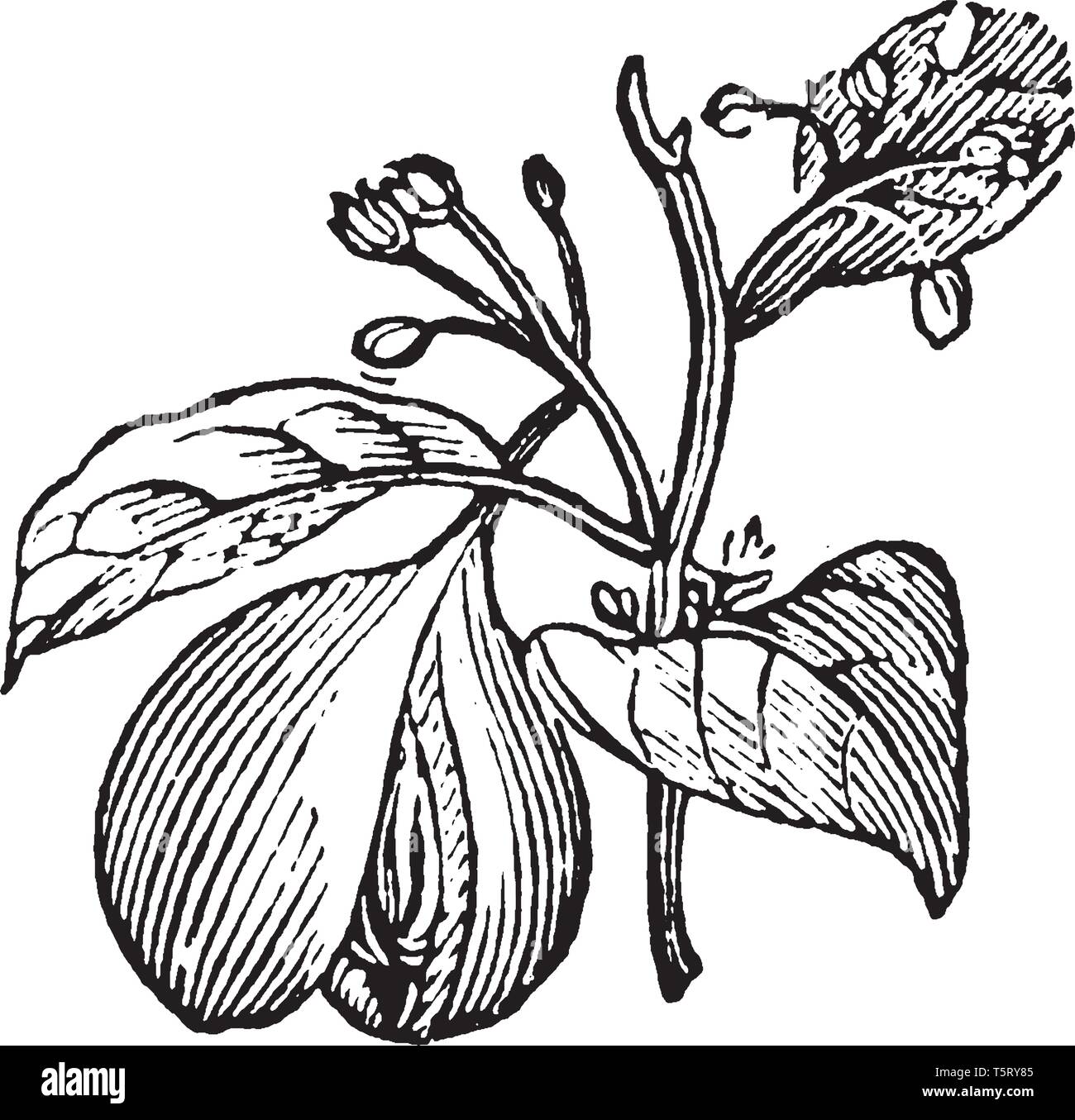 La noce moscata è un tropicale albero sempreverde (Famiglia Myristicaceae) e lo Spice è fatto del suo seme. È cresciuto principalmente in Indonesia. Rinforza il sistema immunitario, p Illustrazione Vettoriale