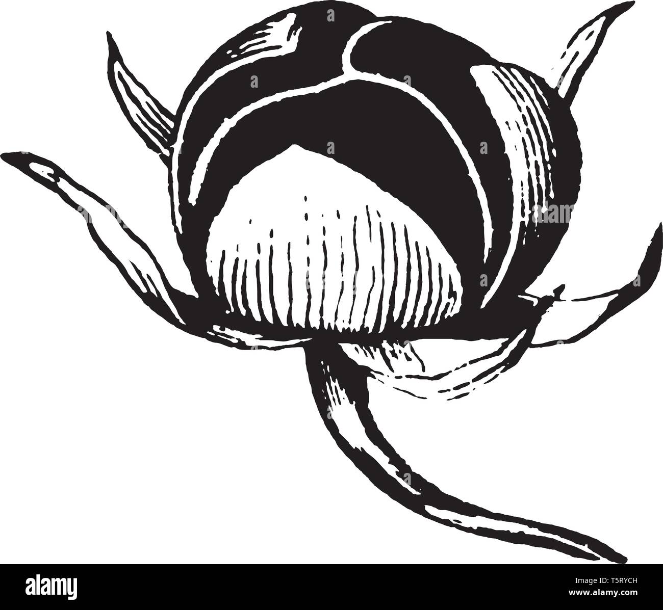 Gloria di mattina la frutta matura per una piccola (circa 1 cm) globulare, capsule a secco che esplode di rilasciare quattro nero, densamente hairy semi, linea vintage drawin Illustrazione Vettoriale