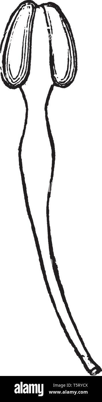 Una foto che mostra lo stelo di Tulip tree con Adnate (e) Extrose antera, vintage disegno della linea di incisione o illustrazione. Illustrazione Vettoriale