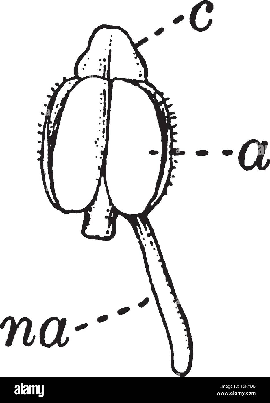 Un diagramma di Stame da un viola tricolore descrivendo antera, Nectarial appendice di stame e tessuto connettivo, vintage disegno della linea o incisione illustrat Illustrazione Vettoriale