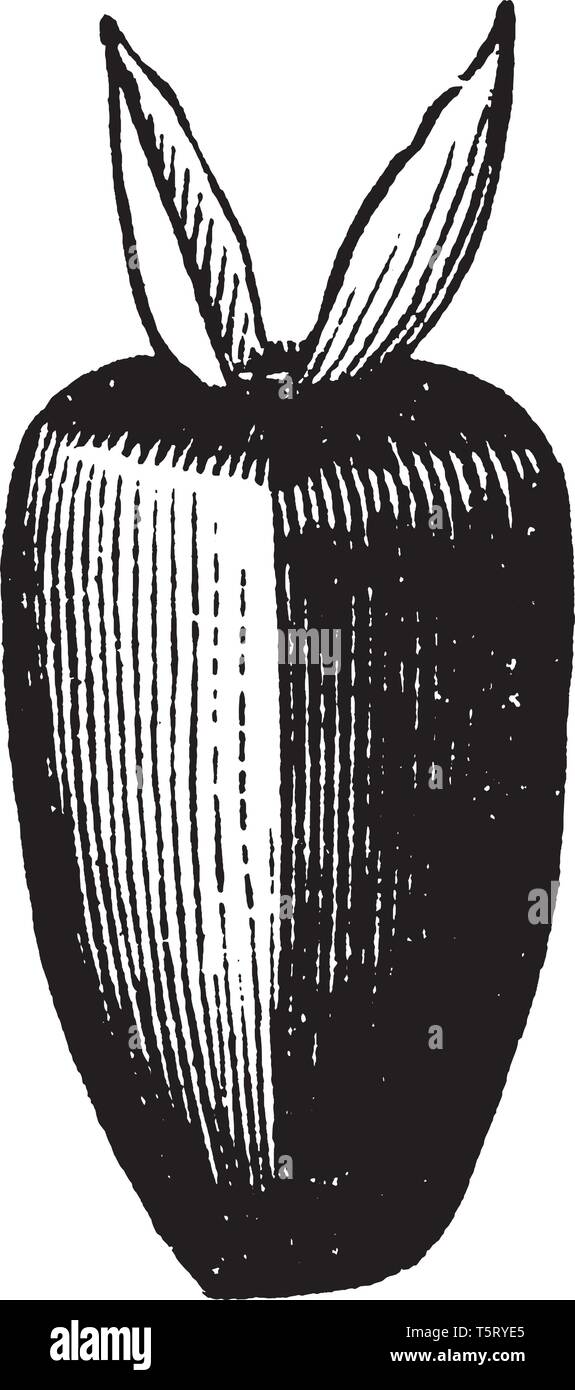 La foto mostra la parte di impianto di semi di girasole. Esso ha due foglie che sono presenti in corrispondenza del lato superiore. Interno che su larga scala del processo di impollinazione ha Illustrazione Vettoriale