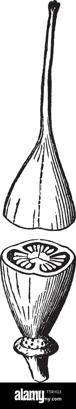 Una foto che mostra il pistillo di arbustiva di San Giovanni-wort dove i tre stili come pure le ovaie sono uniti in una sola linea di vintage o di disegno engravi Illustrazione Vettoriale