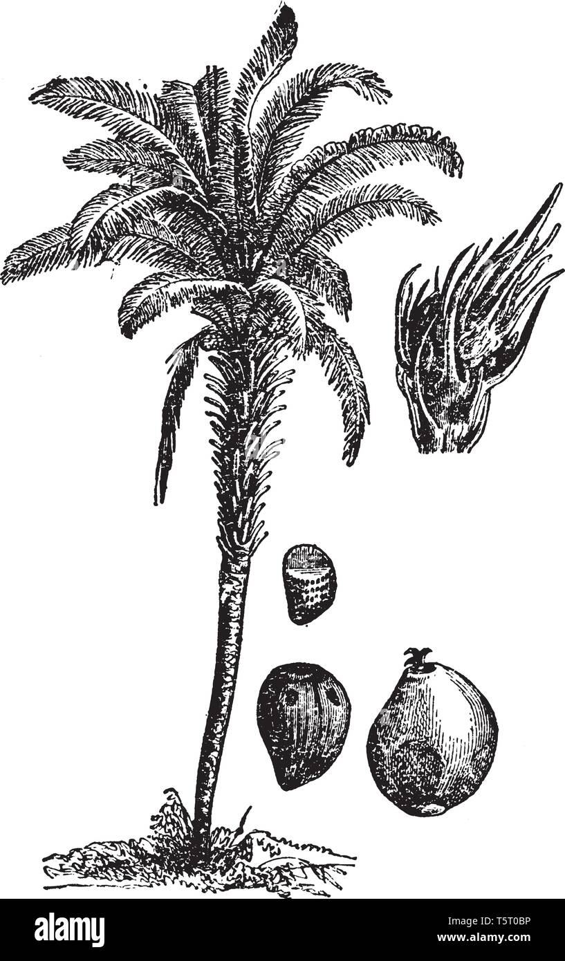 Una foto che mostra un olio Palm tree. Questo impianto è molto lunga e fitta. Il fiore e frutto sono in rosso la sua produce olio di palma. Le foglie sono lunghe Illustrazione Vettoriale