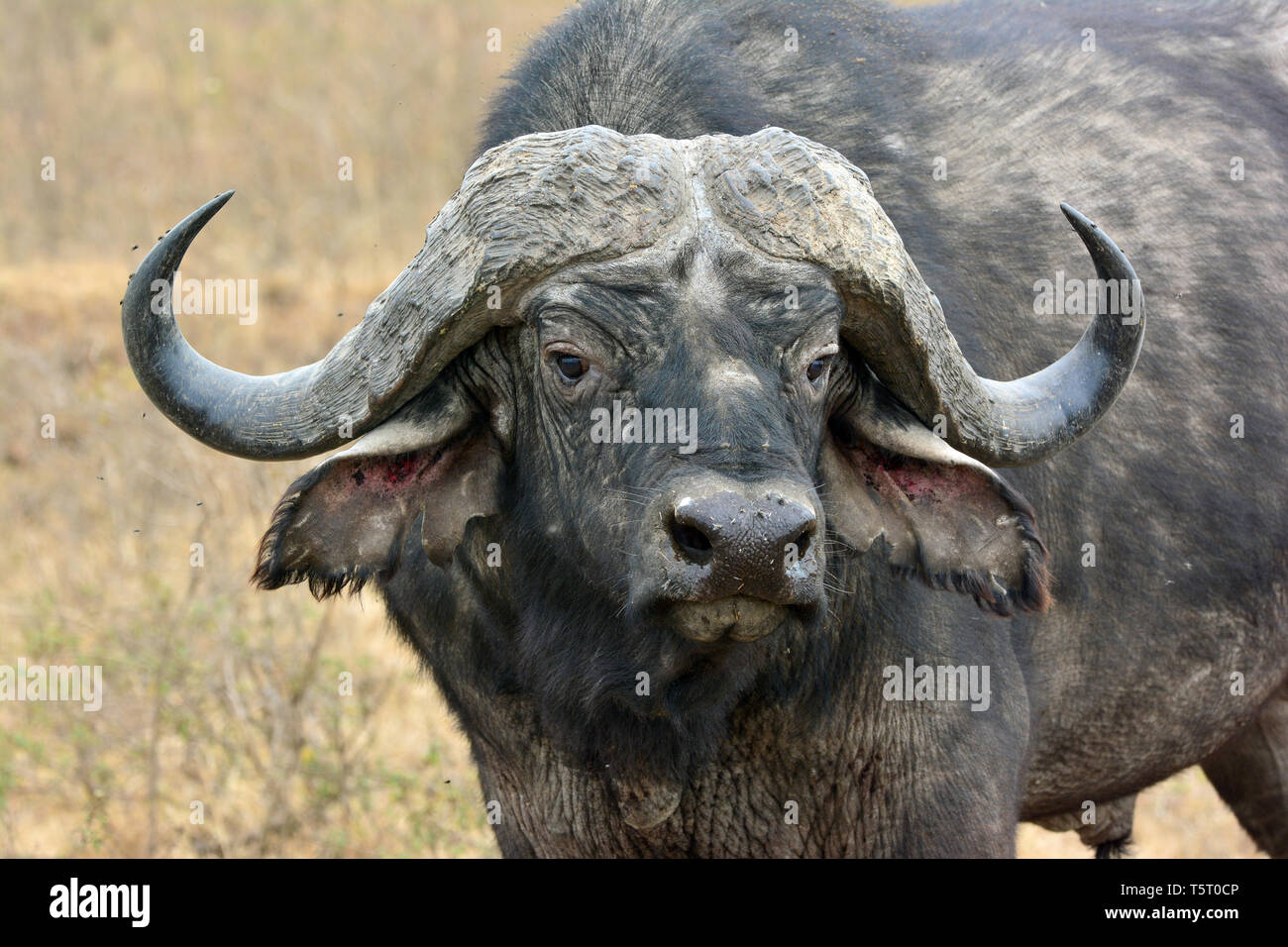 Bufalo africano o bufalo del Capo, Kaffernbüffel, Afrikanischer Büffel oder Steppenbüffel, Syncerus caffer caffer, Lake Nakuru National Park Foto Stock