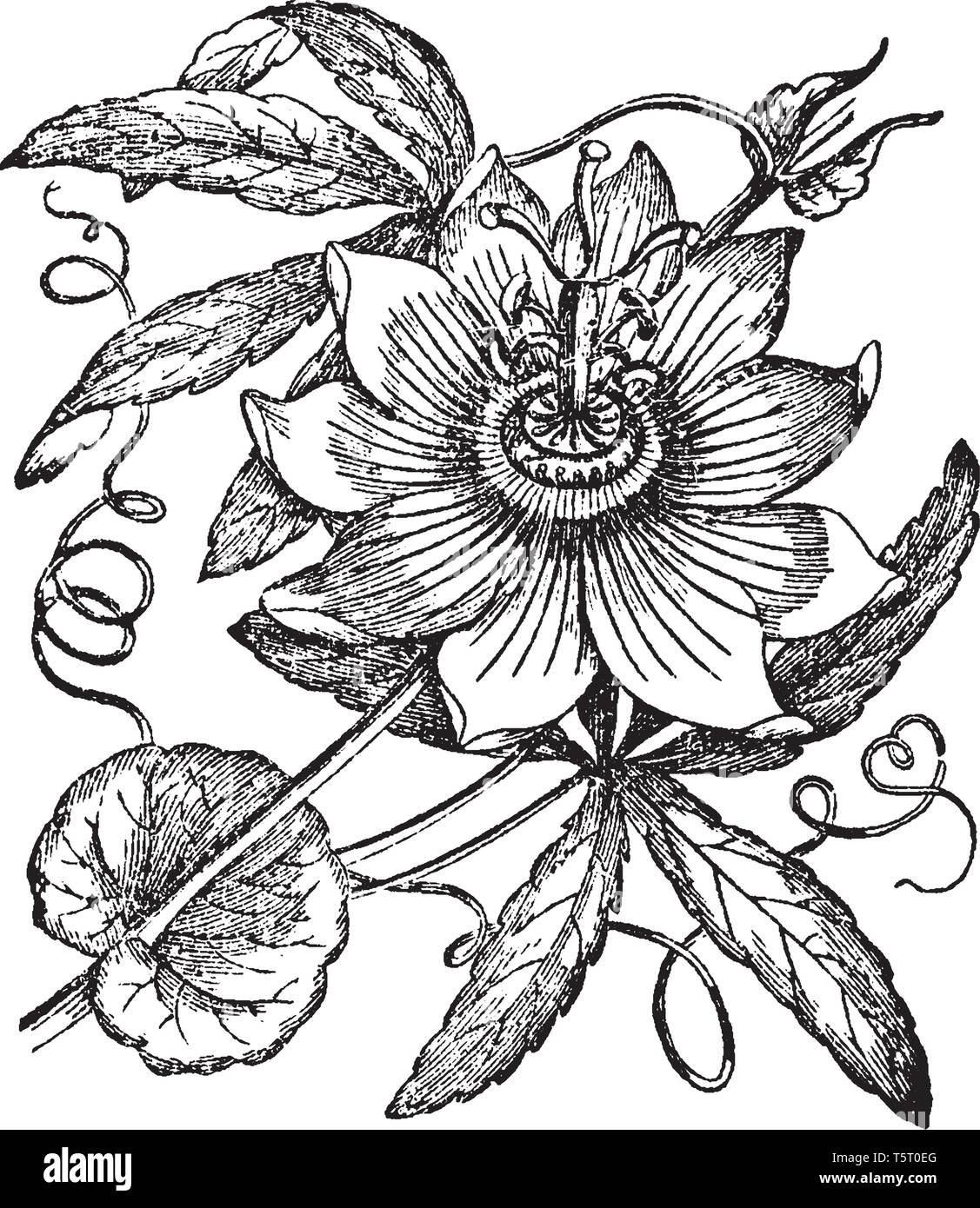 Passiflora ha viticci che la molla dal axils delle foglie, erbaceo o mezza arbustiva. I fiori di Passiflora hanno 5 petali, sepali, e Illustrazione Vettoriale