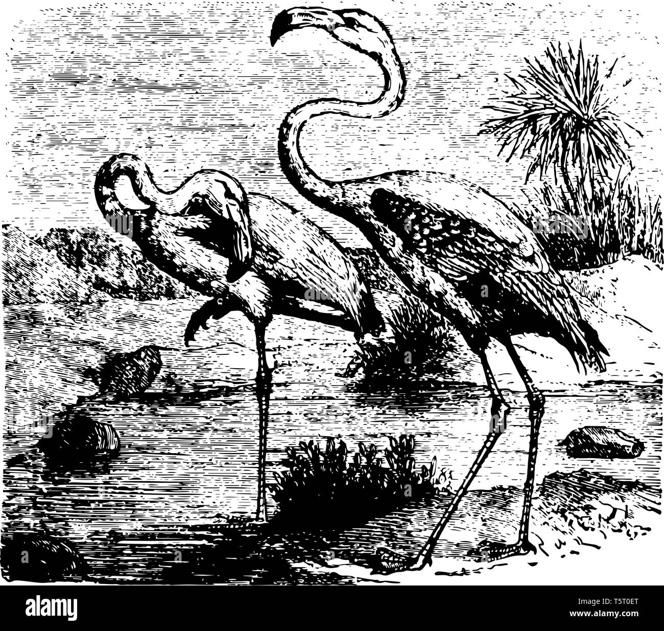 I fenicotteri con luminosi piume e lo stato più elevato nella colonia linea vintage disegno. Illustrazione Vettoriale