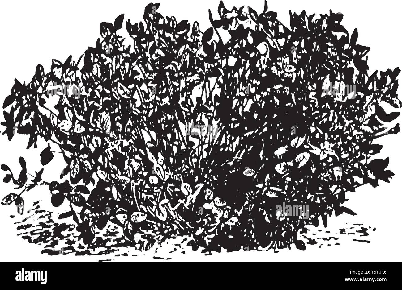 Una foto che mostra un trifoglio rosso pianta che non riproducono eccetto dal seme, vintage disegno della linea di incisione o illustrazione. Illustrazione Vettoriale