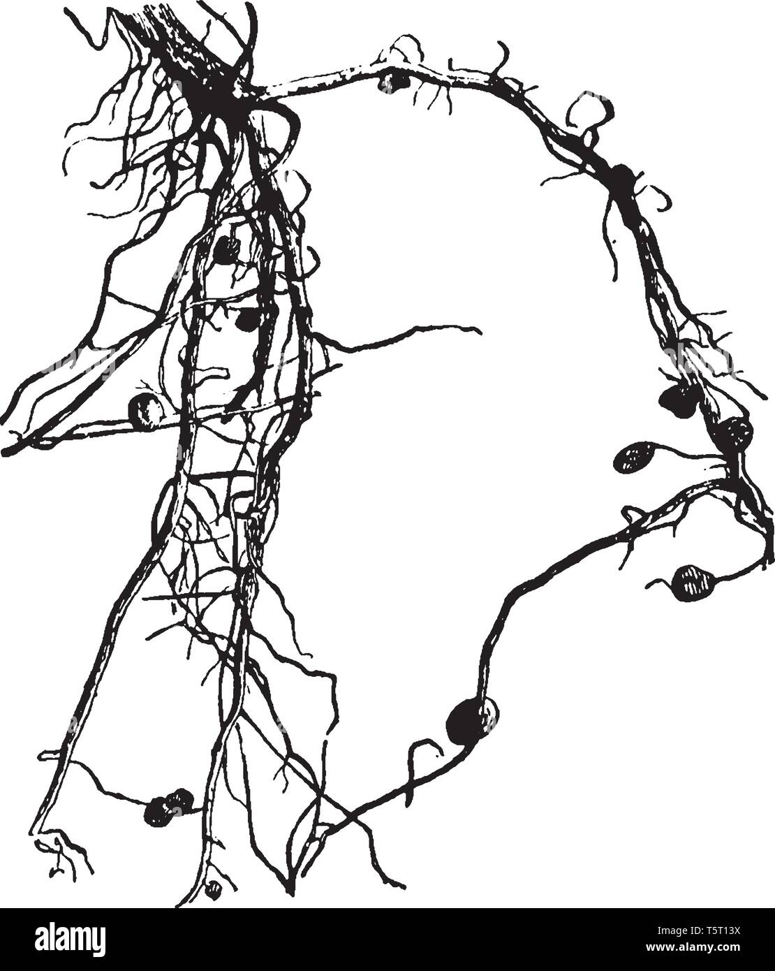 Noduli di radice sono completamente differenziate organi vegetali che porto procariotico azoto-fissazione endosymbionts, vintage disegno della linea o incisione illustrati Illustrazione Vettoriale