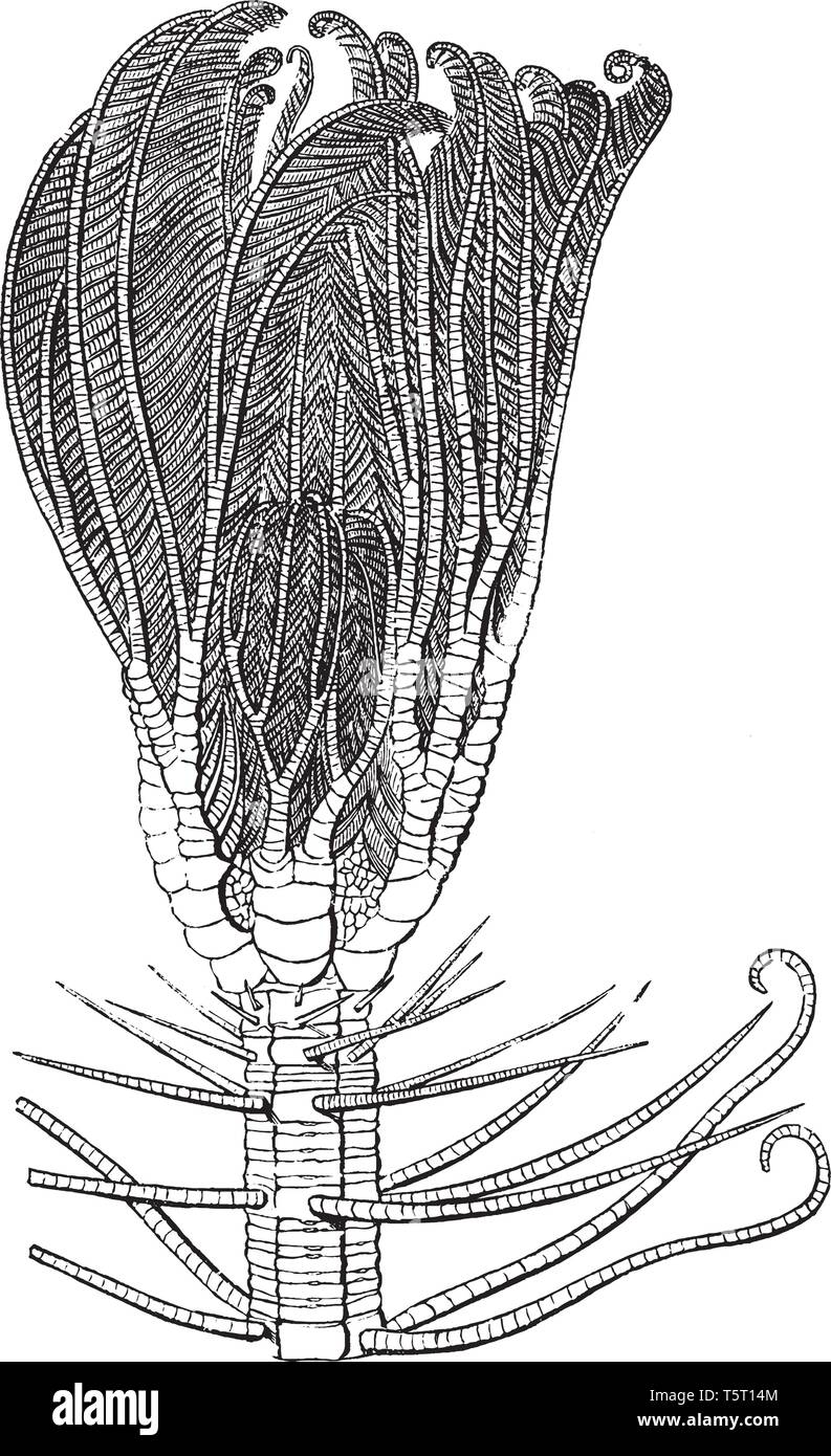 Testa di Medusa pentacrinus può essere considerata come una delle più grandi meraviglie della natura, vintage disegno della linea di incisione o illustrazione. Illustrazione Vettoriale