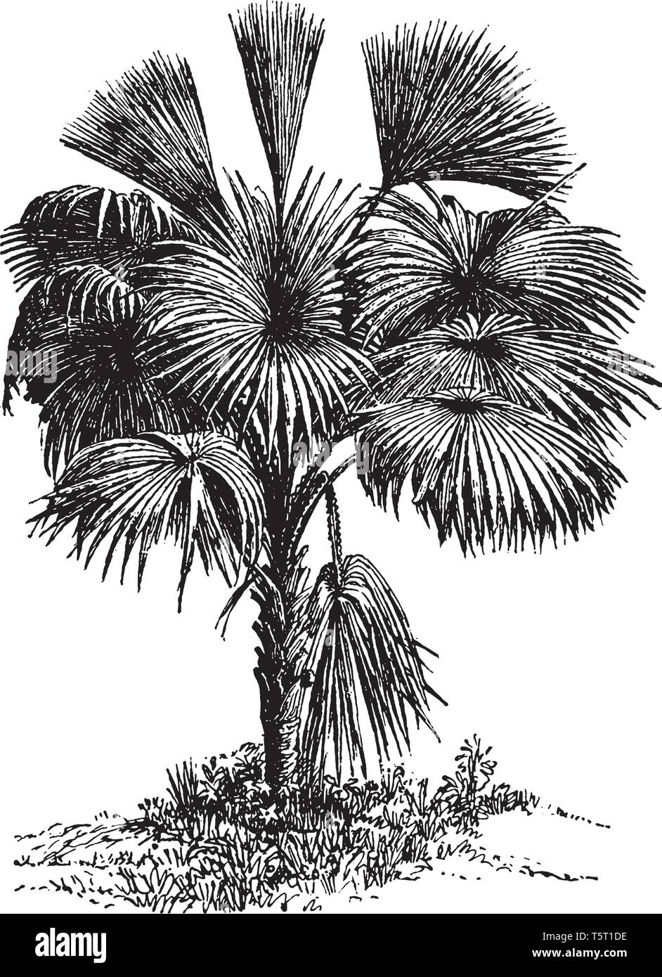 Una foto di fan Palm tree con enorme a forma di ventola di foglie. Tali alberi sono nativi per i tropici, vintage disegno della linea di incisione o illustrazione. Illustrazione Vettoriale
