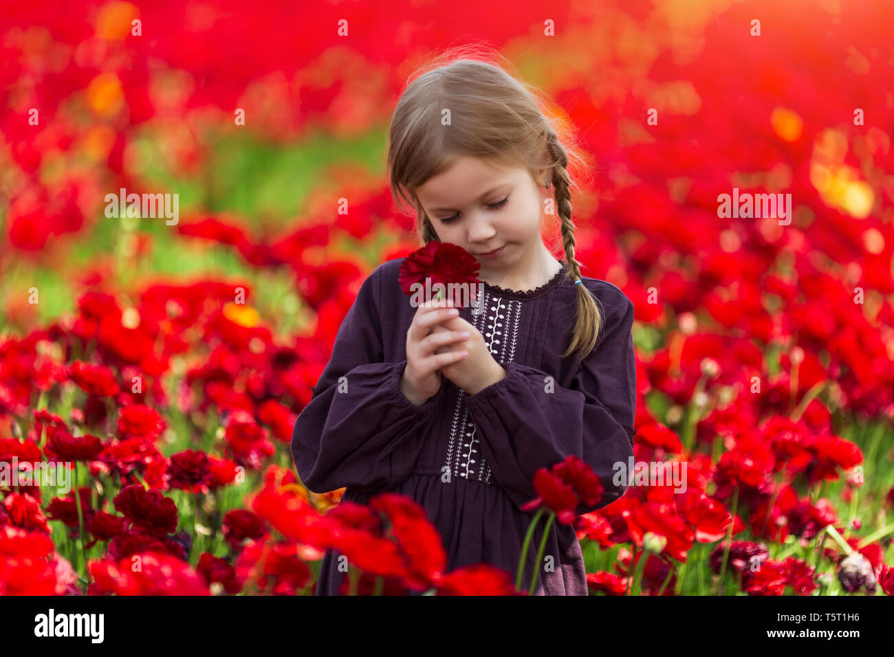 Ragazza con fiore rosso in posa di un campo di renoncules, bright sun, bellissimo paesaggio estivo Foto Stock