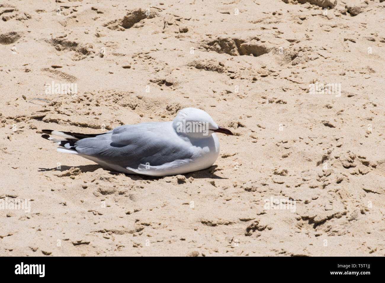Gabbiano seduta in send sulla spiaggia, isolata. Foto Stock