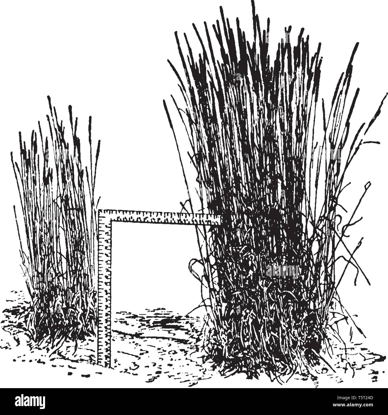 Fleolo è l'erba perenne in Europa, che è di 19 -59 pollici di altezza e 17 cm in lunghezza e di 1/2 pollici di larghezza, vintage disegno della linea o engravi Illustrazione Vettoriale