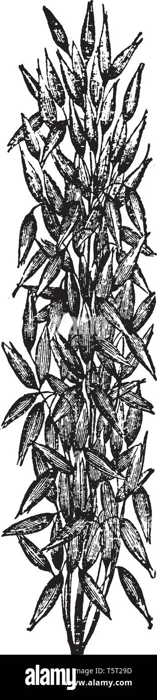 L'avena semi sono mostrati in questa cornice che è ben preparato. Avene sono usate per l' alimentazione del bestiame, cavalli e sono anche buoni per la salute umana, vinta Illustrazione Vettoriale