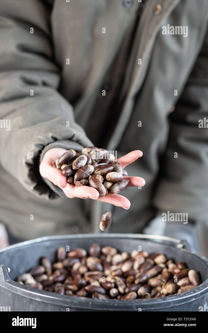 Domaine de Cordis, prima azienda di tartufo in Francia, situato in Grignan, in Drome Provencale area (sud-est della Francia). Acorn prima della germinazione Foto Stock