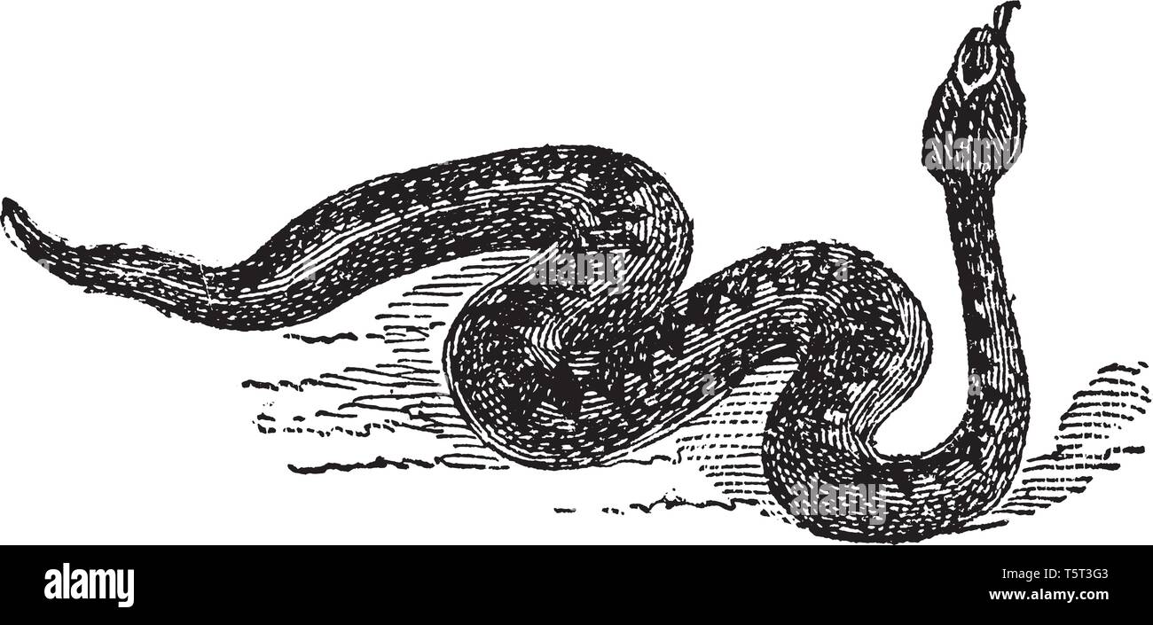 Vipera comune è un serpente velenoso che è estremamente diffuso e possono essere trovati in tutta la maggior parte di Europa occidentale e per quanto riguarda l'Asia orientale, linea vintage Illustrazione Vettoriale