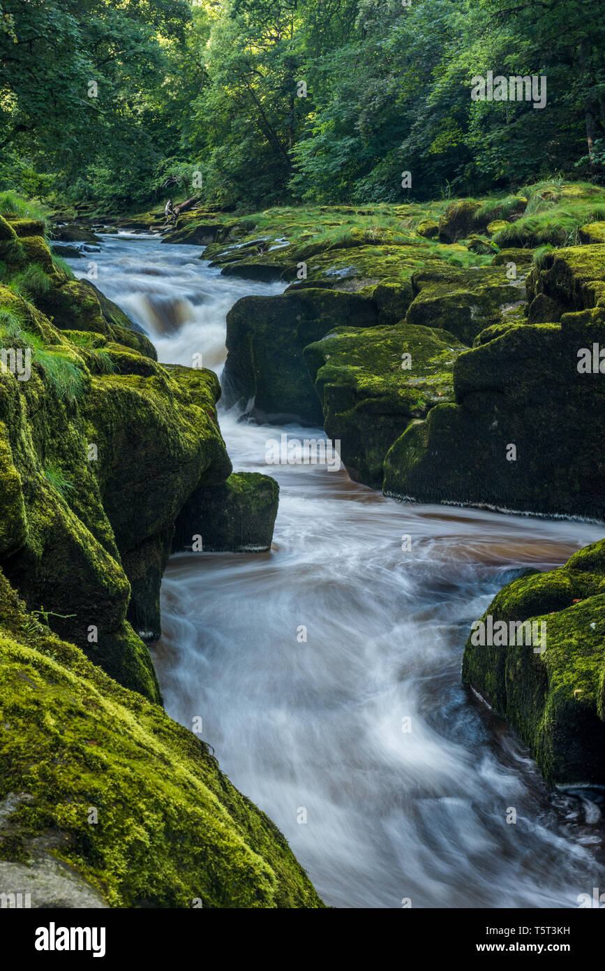 L 'hotel Astrid è una sezione ristretta del Fiume Wharfe vicino a Bolton Abbey nello Yorkshire. Essa è denominata come esso è considerato solo un singolo stride attraverso. Foto Stock