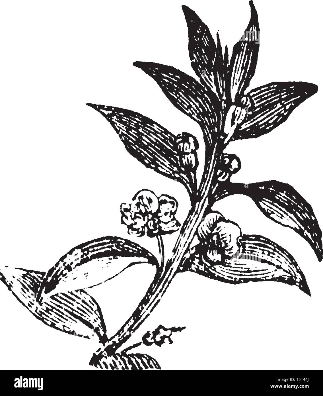 Il mirto è uno qualsiasi degli arbusti sempreverdi in genere Myrtus,  appartenente alla famiglia Myrtaceae, vintage disegno della linea di  incisione o illustrazione Immagine e Vettoriale - Alamy