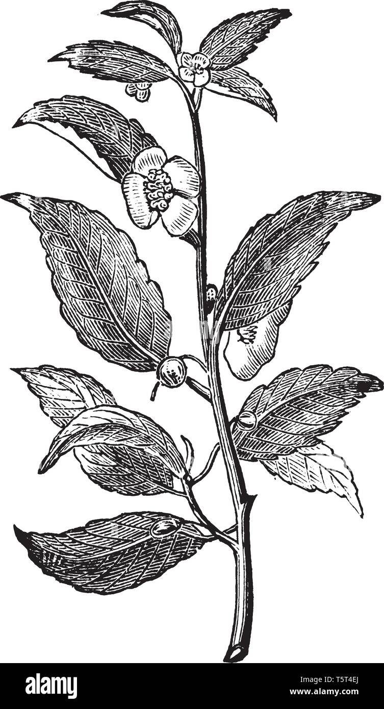La pianta del tè foglie sono alternate, a spirale di tipo dentellate sul margine di profitto. È un arbusto sempreverde. Fiore di tè hanno quattro di forma ovale a petali, linea vintage o di disegno Illustrazione Vettoriale