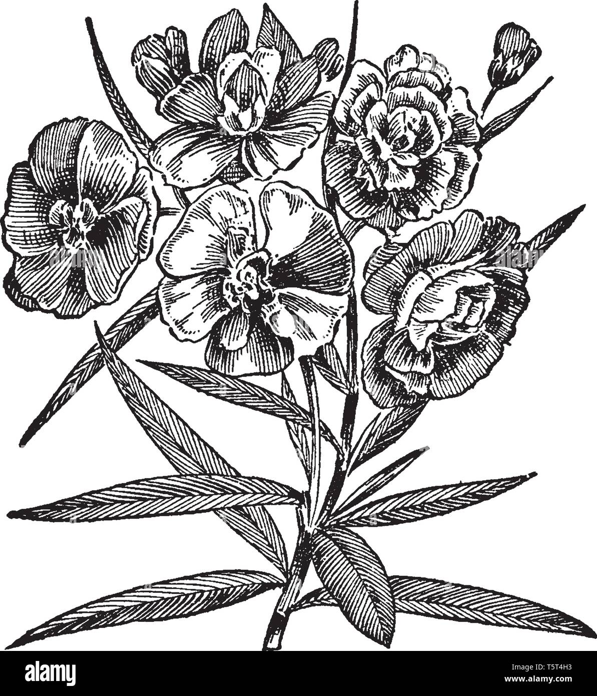 Una classe di splendidi arbusti sempreverdi, noto come il rose alloro in Francia e come rose bay in Inghilterra. È nativo dell India, ma è ormai naturalizzata in ma Illustrazione Vettoriale