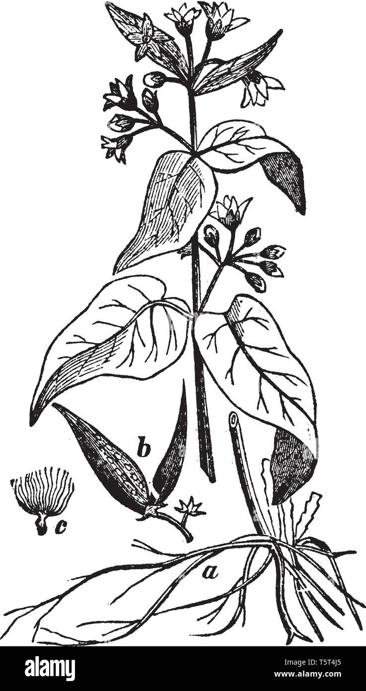 Tre parti della pianta Vincetoxicum hanno dimostrato stelo, dei frutti e delle sementi. Le foglie di questa pianta sono grandi e il fiore è montato sulla parte superiore Illustrazione Vettoriale