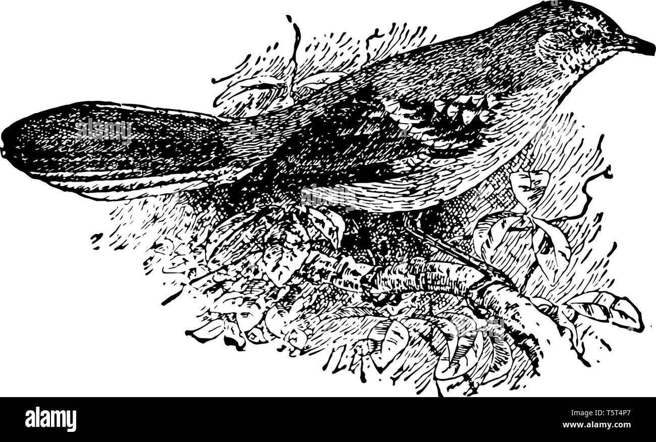 Uccello beffardo davvero sorprendente e bello songbird linea vintage disegno. Illustrazione Vettoriale