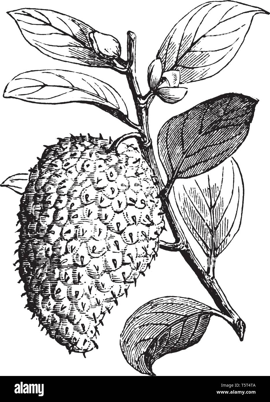Un'immagine mostra il ramo di impianto Sour-Sop. Il frutto è grande a forma di pera, giallo-verde di frutta crostata con polpa commestibile. Steli e foglie e giovane ramo Illustrazione Vettoriale