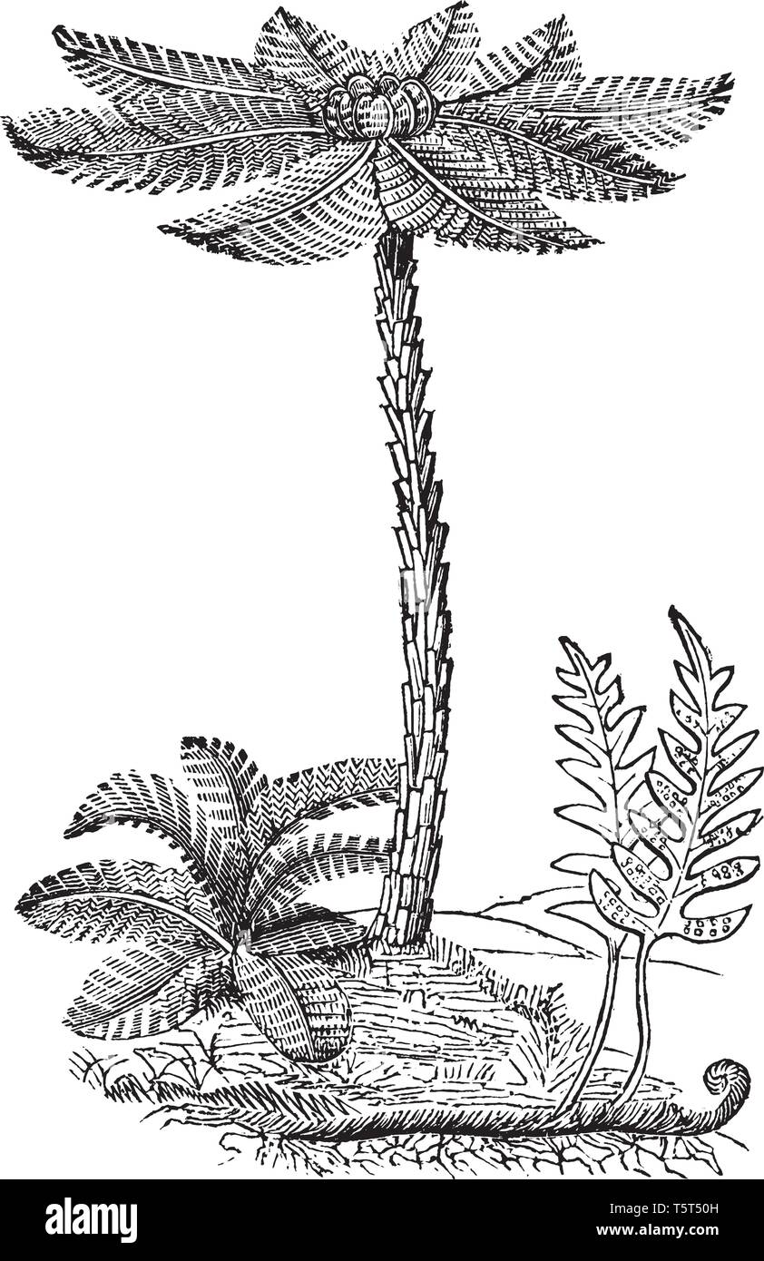 Un albero fern insolita tronco è costituito da un gambo sottile circondato da fitti, radici fibrose, vintage disegno della linea di incisione o illustrazione. Illustrazione Vettoriale