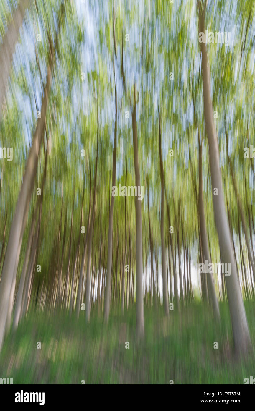 Abstract motion blur di alberi in una foresta - una lunga esposizione Foto Stock