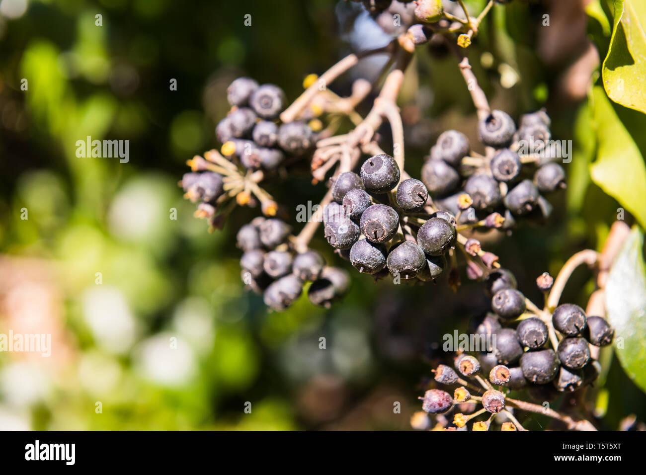 Un wild Black Berry su un lato di una strada in Grimbaldo, Caceres, Extremadura. Foto Stock