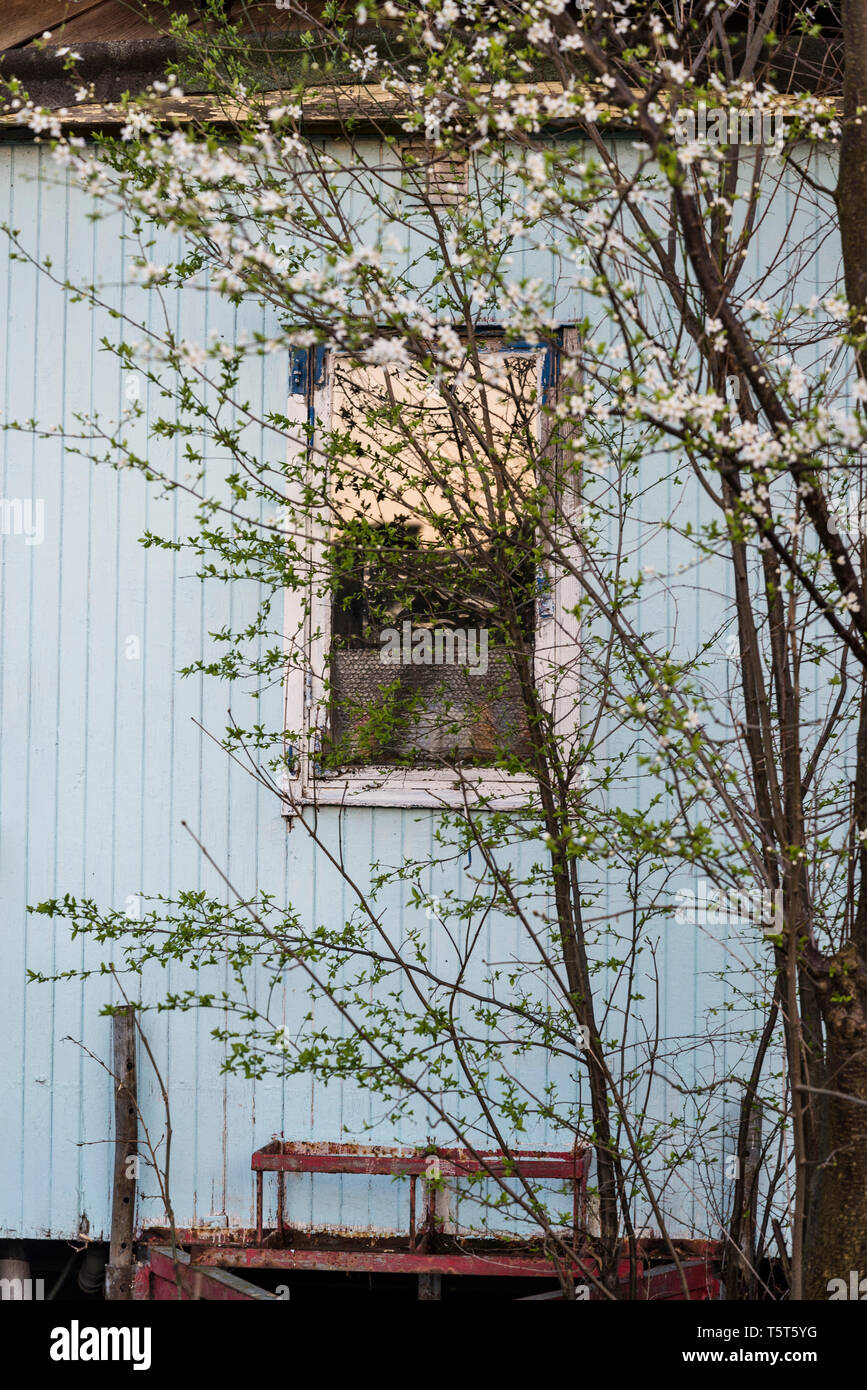 Albero di fronte a una casa, Copenhagen, Danimarca Foto Stock