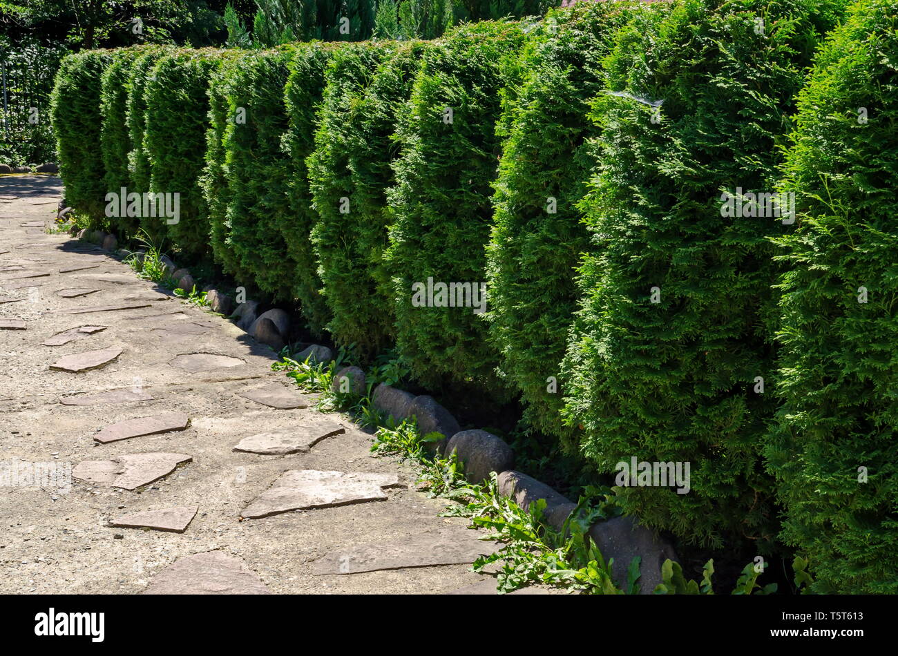 Sfondo naturale di Buxus Bush o Buxus, ideale per garden design con forma e  foglie verdi tutto l'anno, montagna balcanica, vicino Città Varshets, Bu  Foto stock - Alamy