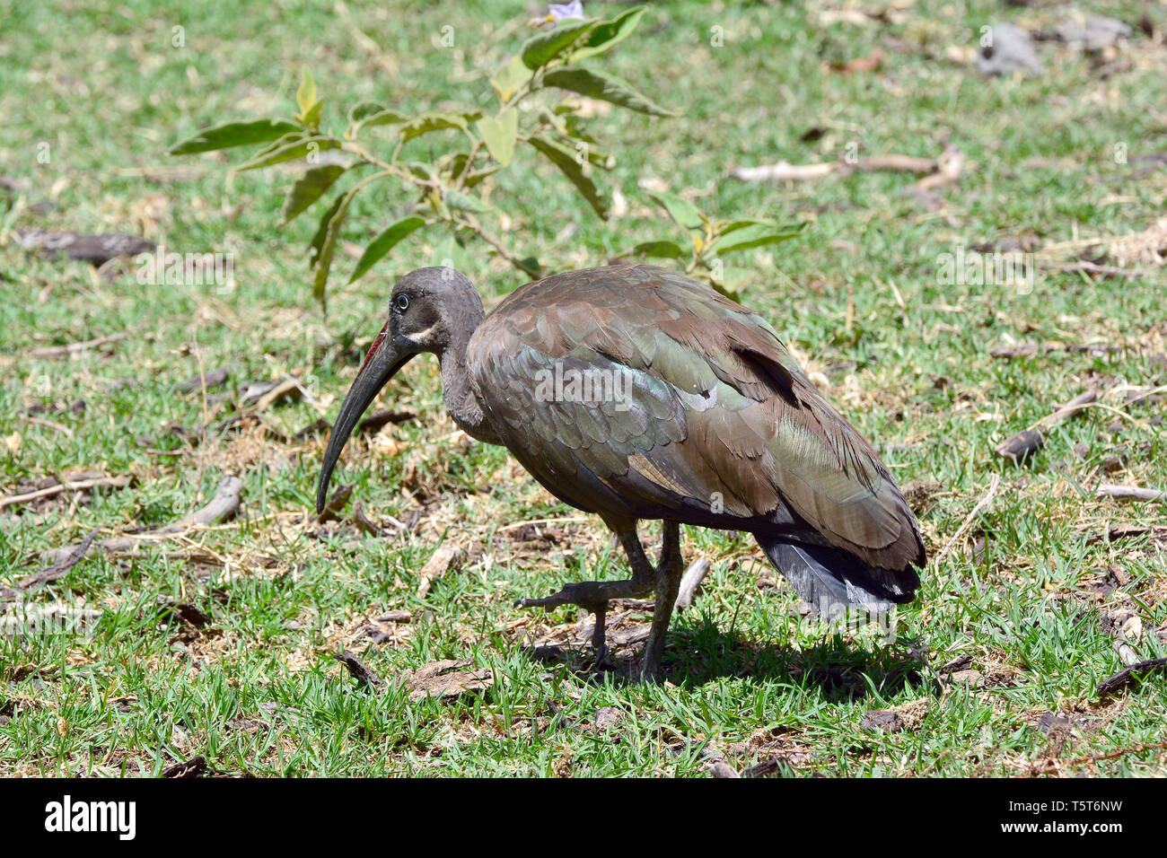 Hagedasch, hadada o hadeda ibis, Hagedasch, Ibis hagedash, Bostrychia hagedash, hadadaíbisz, Naivasha, Kenya, Africa Foto Stock